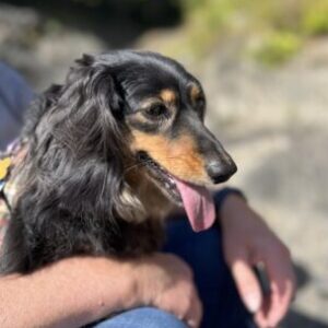 Profile photo of Dart64