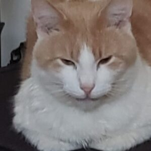 Profile photo of Roscoe