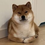 Shiba