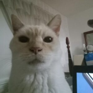 Profile photo of bigahhcat