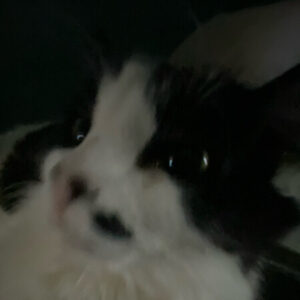 Profile photo of Antooney